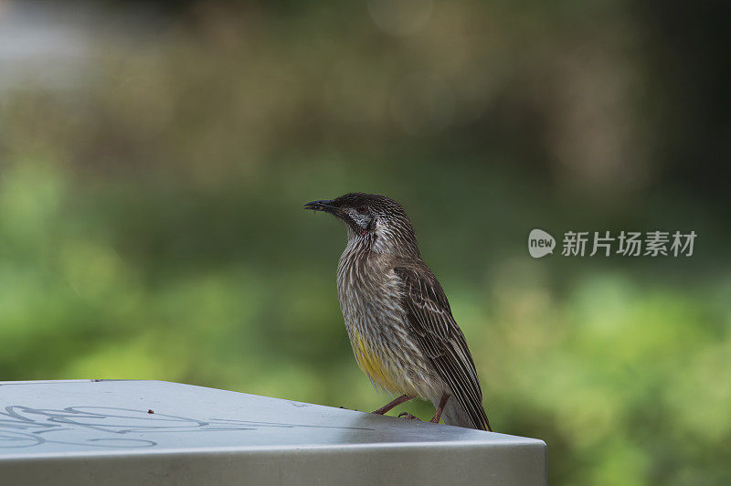 红荆棘鸟（Anthochaera carunculata）